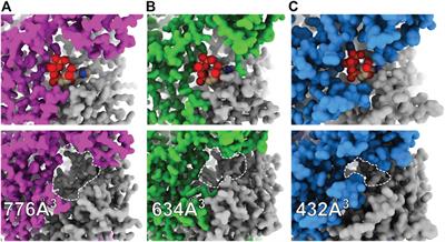 Molecular Pharmacology of P2X Receptors: Exploring Druggable Domains Revealed by Structural Biology